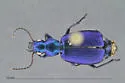 Philophuga caerulea - photo 4