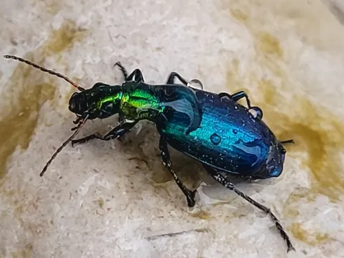 Philophuga viridicollis