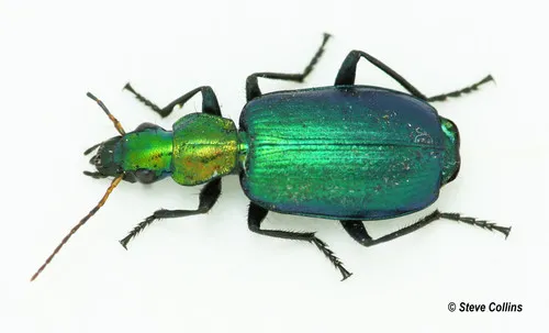 Philophuga viridicollis - photo 2