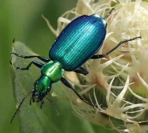 Philophuga viridicollis - photo 3