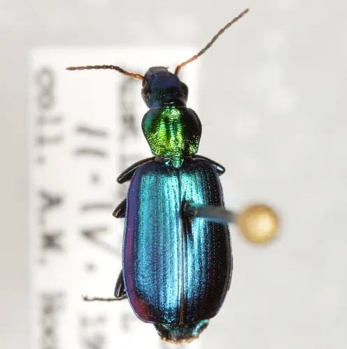 Philophuga viridicollis - photo 7