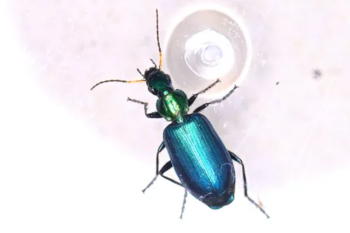 Philophuga viridicollis - photo 8