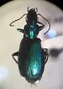 Philophuga viridis - photo 3