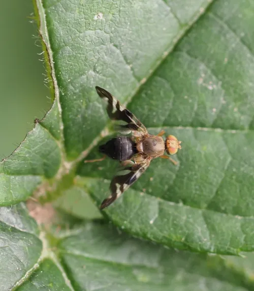 Philophylla caesio
