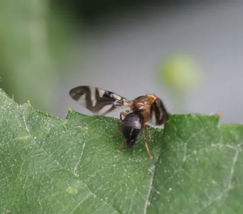 Philophylla caesio - photo 2