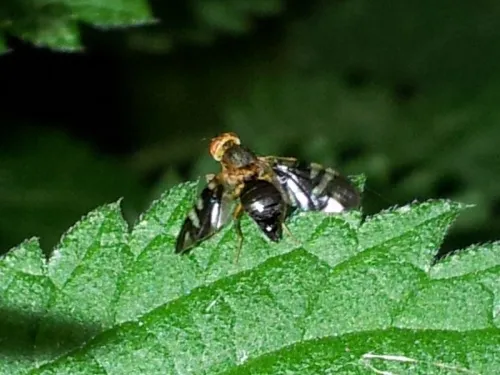 Philophylla caesio - photo 3