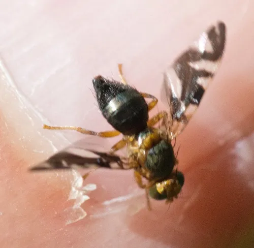 Philophylla caesio - photo 4