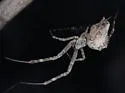 Philoponella arizonica