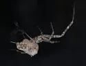 Philoponella arizonica - photo 2