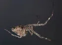 Philoponella arizonica - photo 3