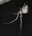 Philoponella arizonica - photo 4