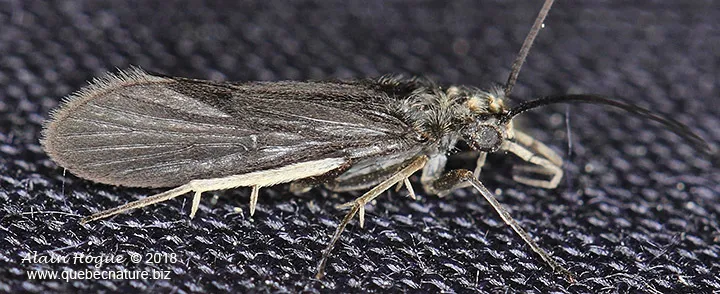 Fingernet Caddisflies - photo 2