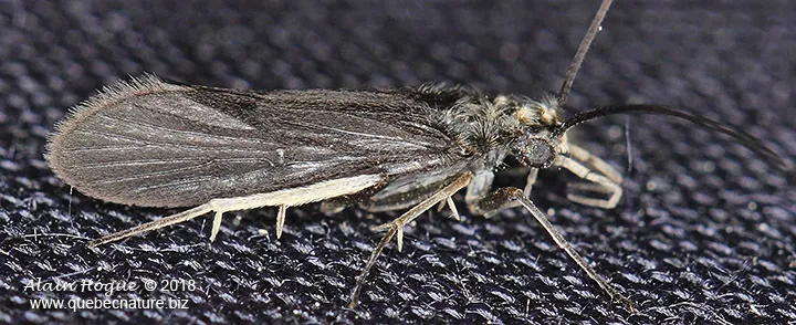 Fingernet Caddisflies - photo 3