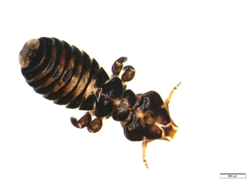 Philopteridae - photo 2