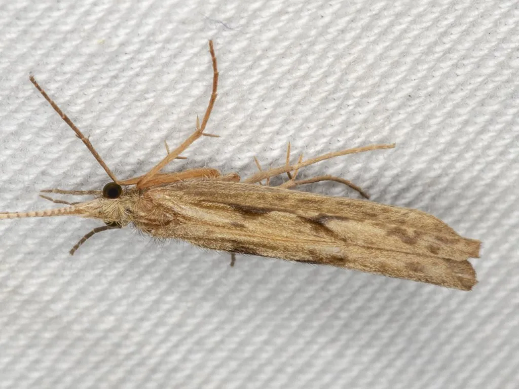 Philorheithridae - photo 3