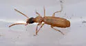 Philorhizus atriceps - photo 2