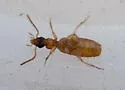Philorhizus atriceps - photo 3