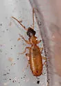 Philorhizus atriceps - photo 4