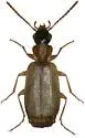 Philorhizus melanocephalus
