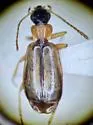 Philorhizus melanocephalus - photo 2