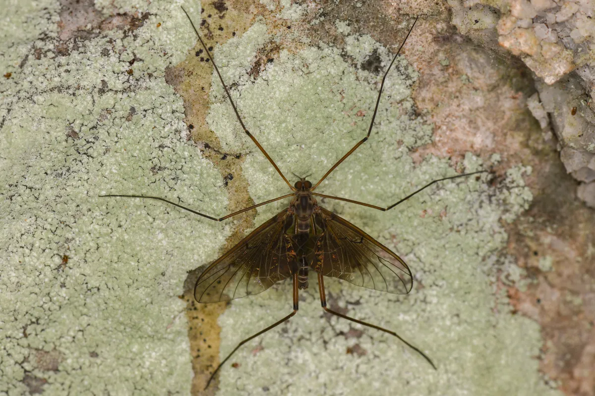 Philorus yosemite - photo 3