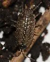 Philoscia muscorum