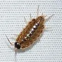 Philoscia muscorum - photo 2