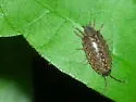Philoscia muscorum - photo 3