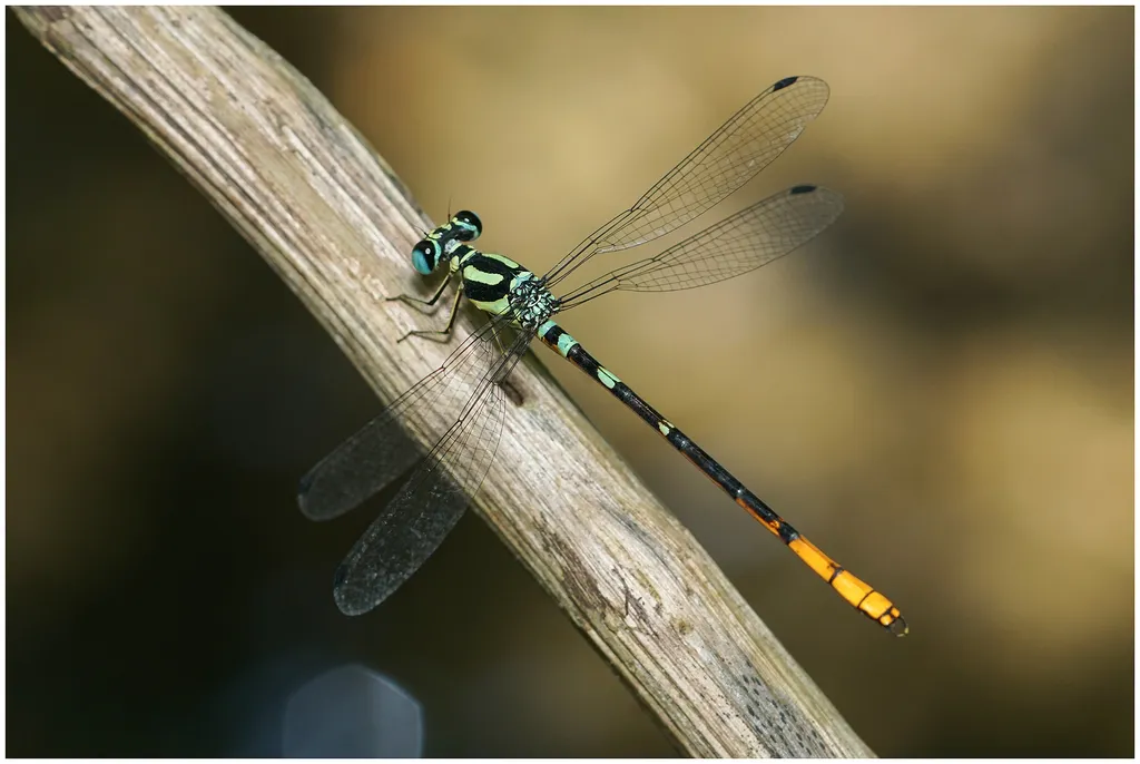Philosinidae - photo 2