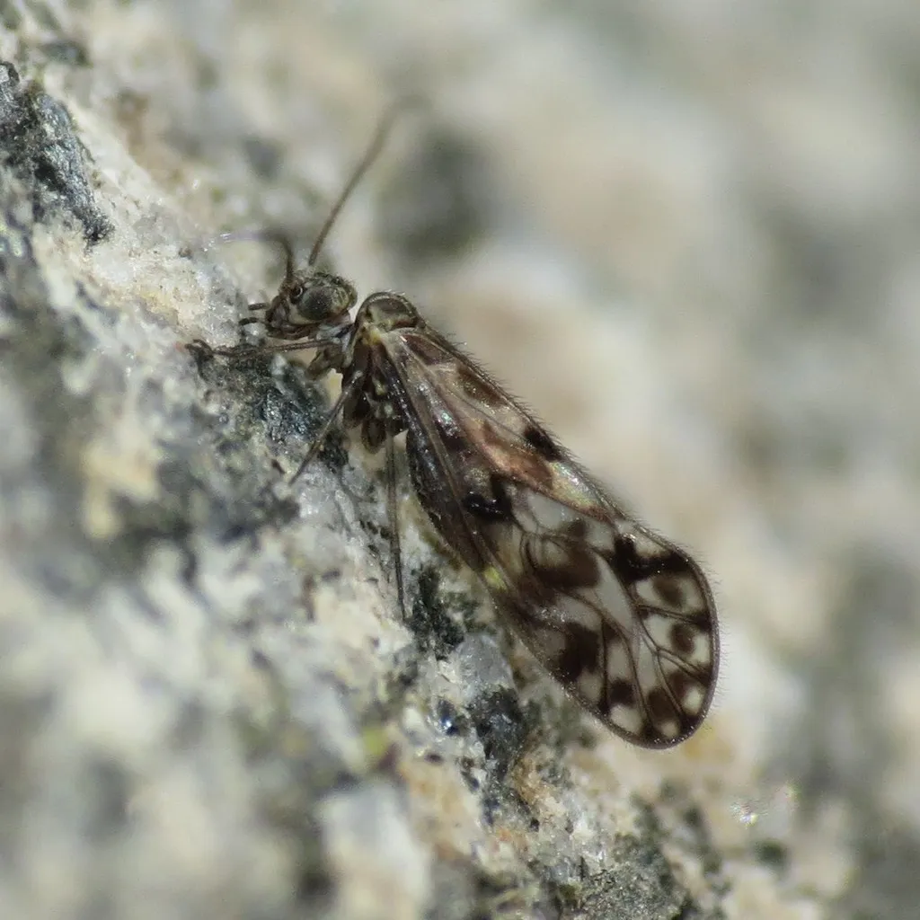 Philotarsus arizonicus