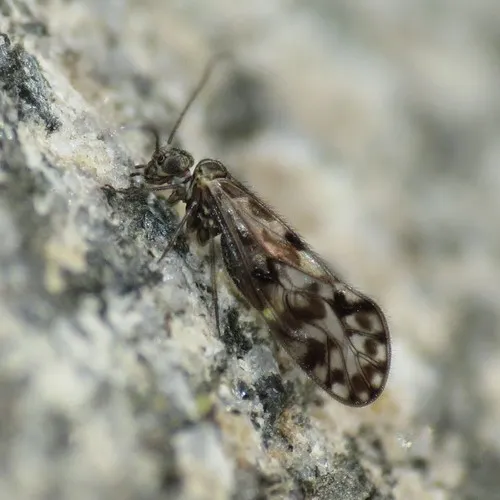 Philotarsus arizonicus - photo 2