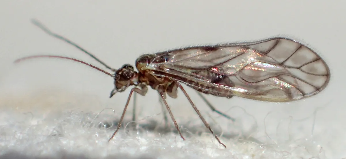 Philotarsus californicus