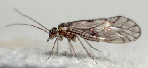 Philotarsus californicus - photo 2