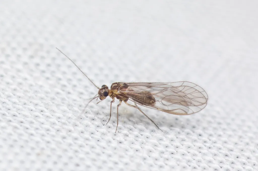 Philotarsus kwakiutl