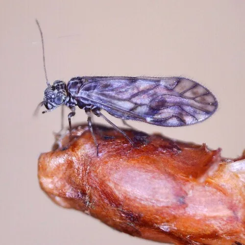 Philotarsus parviceps