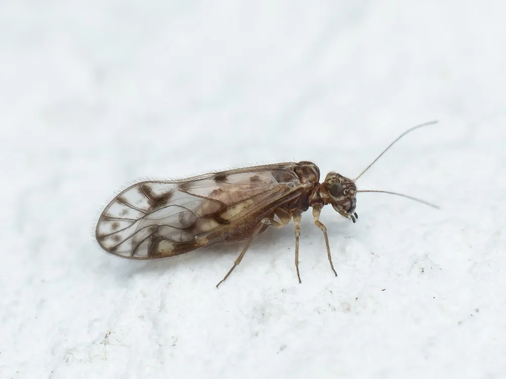 Philotarsus picicornis - photo 3