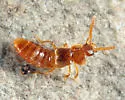 Philotermes pilosus - photo 2