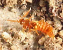 Philotermes pilosus - photo 3