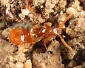 Philotermes pilosus - photo 4