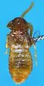 Philotermes pilosus - photo 5