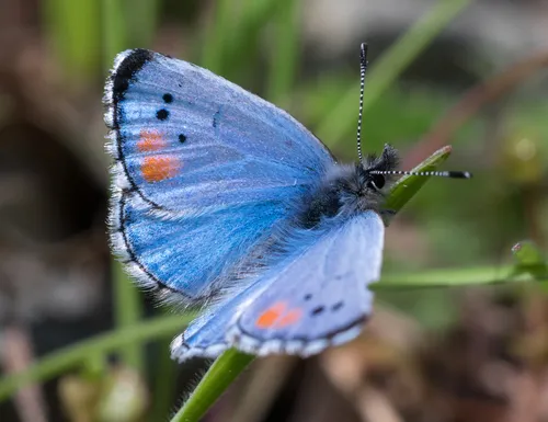 Sonoran Blue - Hodges#4365