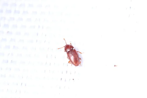 Philothermus evanescens
