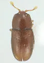 Philothermus floridensis
