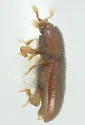 Philothermus floridensis - photo 2