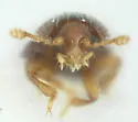 Philothermus floridensis - photo 3