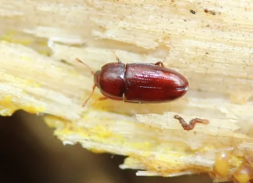 Philothermus glabriculus - photo 2