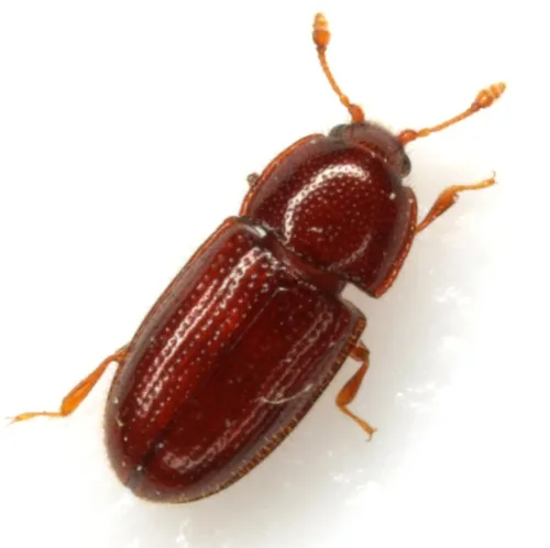Philothermus glabriculus - photo 3
