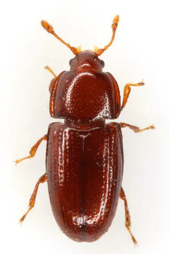 Philothermus glabriculus - photo 4