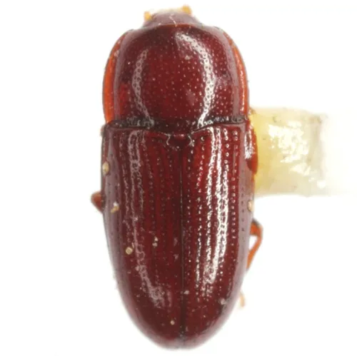 Philothermus glabriculus - photo 6