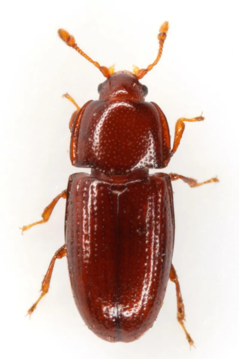 Philothermus glabriculus - photo 7
